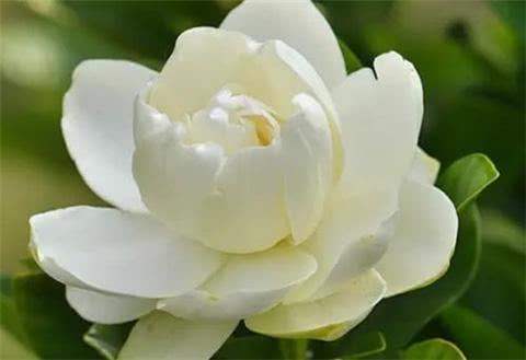 养护之道：湿度、 光照、土壤酸碱度