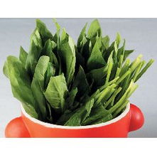 菠菜：绿色蔬菜中的贵族