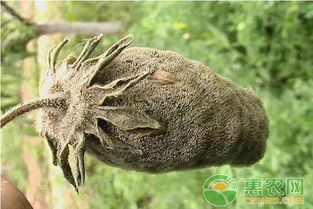 药剂推荐， 效果较好的农药