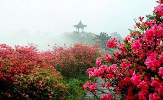 毕节杜鹃盛花期揭秘，花开结果季！