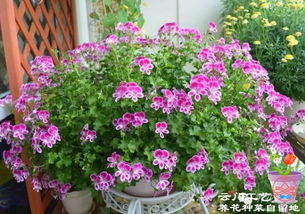 蓝雪花：室内阳台养殖的佳品