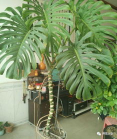 室内养龟背竹，掌握5招轻松养爆盆！