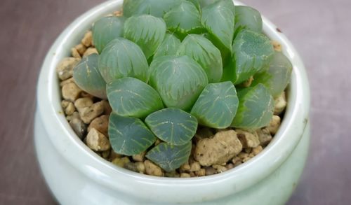 草玉露怎么养才能饱满？如何让叶片更加晶莹剔透