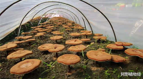 灵芝种植需要怎样的光照、温度和湿度条件