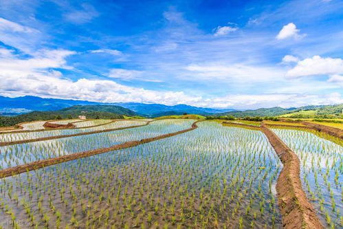 未来的盐土农业革命