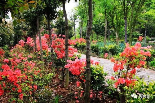 新栽树木， 透气彳艮重要