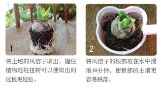 郁金香水培放多少水最合适？