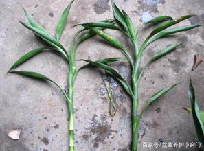 湿度要控制，土壤要肥沃