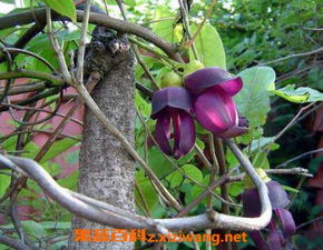 红枫树被虫钻孔后应该使用什么药物进行防治