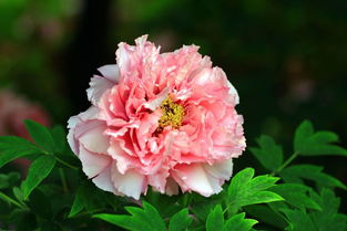 品种介绍， 名字多多