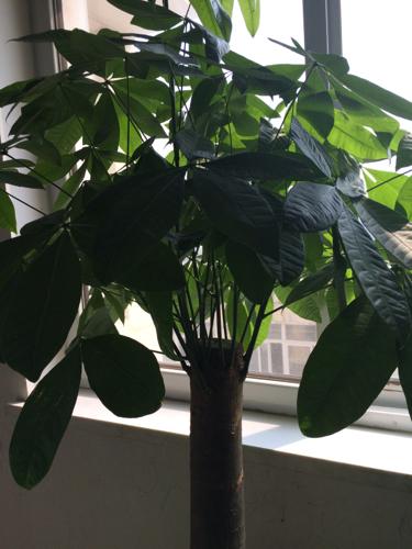 发财树的繁殖方法