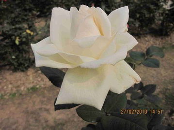 月季花的白色魅力，你了解多少？