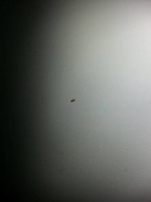 虹之玉斑点如何处理？能否彻底根除