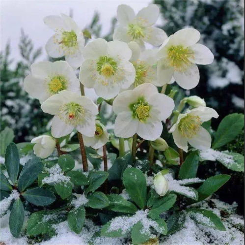 “石竹耐寒至-15℃，冬季不怕冻，爆款花卉！”