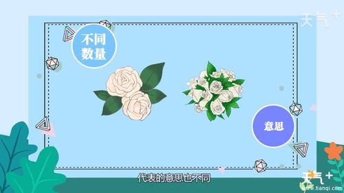 白玫瑰代表纯洁，送女朋友合适吗