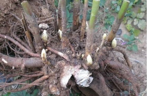 龙竹如何快速生长？新手种植龙竹有哪些养护技巧