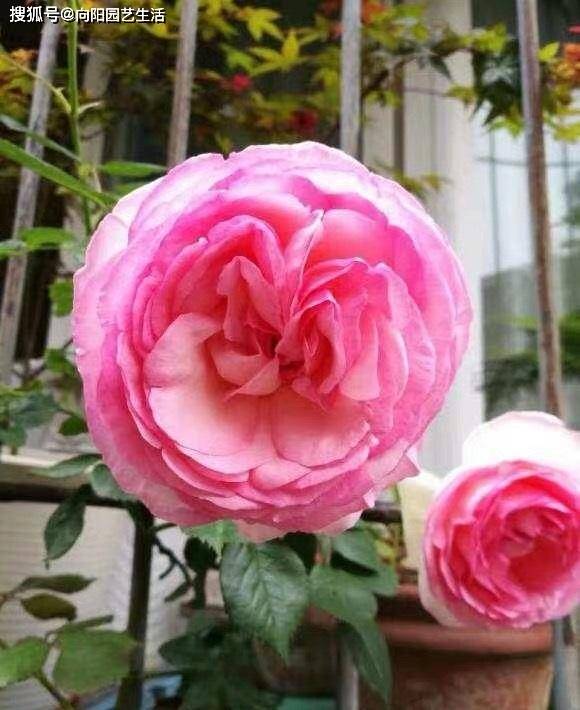 （五）蓝色风暴月季