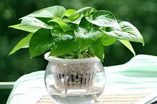 绿萝越长越长的奥秘大揭秘