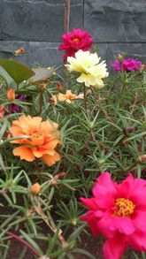 新手如何提高花种发芽率？