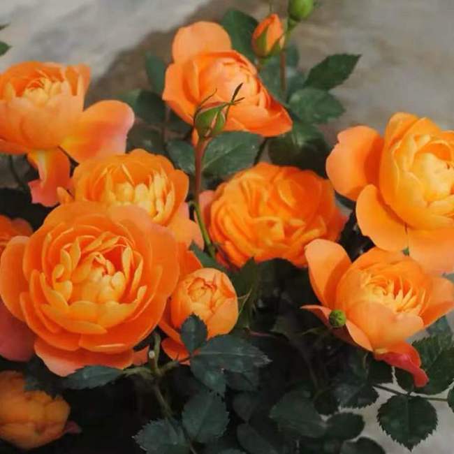 夏日花团锦簇， 月季之美不止春天