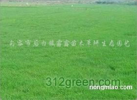 果岭草与马尼拉草坪：各有千秋