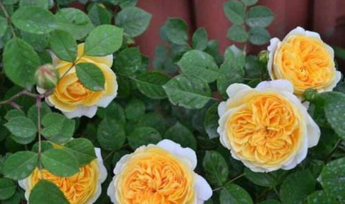 贝壳月季的成长历程