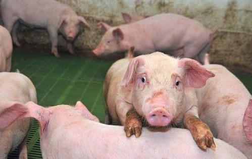 猪场无B超、试剂，如何仅凭观察在配种后1月内准确判断母猪是否怀孕
