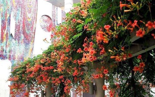 湖南冬季庭院花卉推荐：耐寒美颜