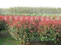 根系发达，那是有原因的