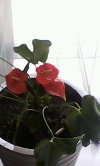 西晒环境下养花小贴士