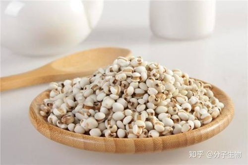 薏米种子，怎么辨？