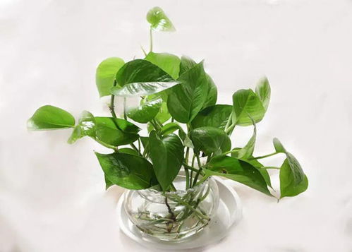 土壤准备，讲究营养