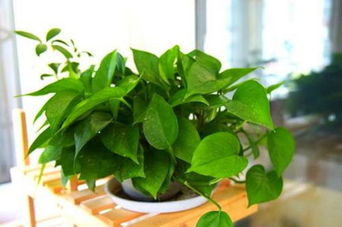 “阳光之友，绿植新宠——适合晒太阳的室内花