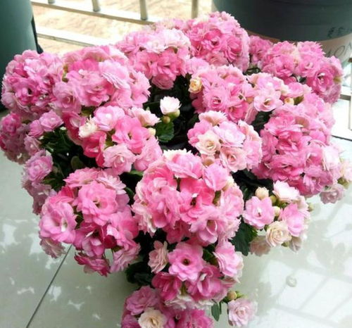 蓝精灵花卉，为何迟迟不开花
