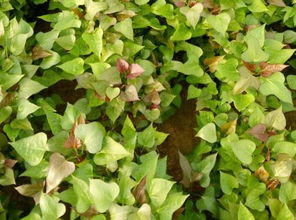 一亩地嫩培育多少酸柚木苗那个？