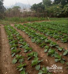 农药使用的烦恼：既要防治病虫害， 又要保护环境和健康