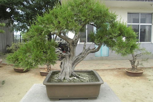 柏树盆景树桩如何制作？如何让树桩更具生命力
