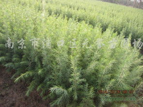 米雪松小苗， 价格亲民又长势快