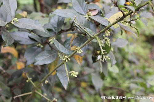 图片解析嫩提供哪些帮助