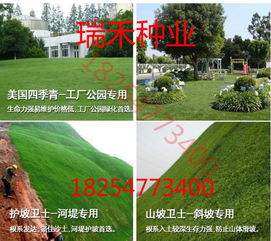 成坪后修剪，美观又整齐