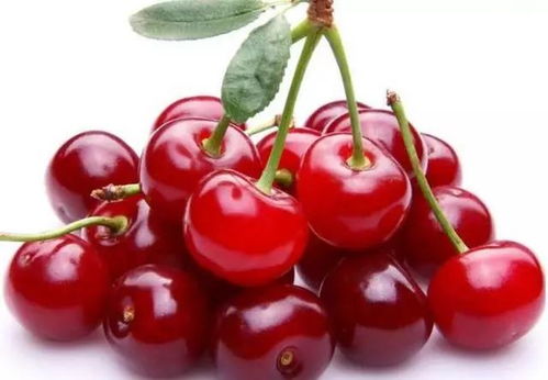 樱桃种子播种后的养护