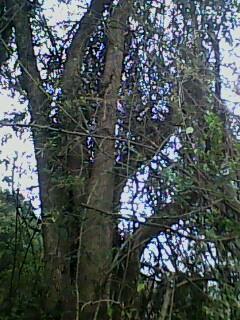 黑松造型树的独特魅力