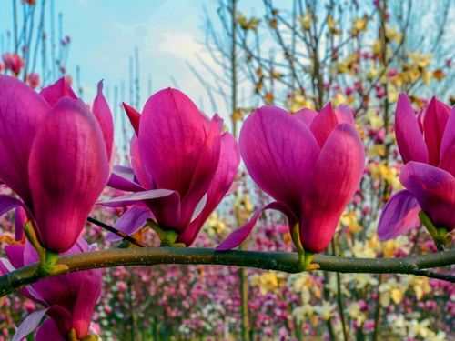 南召玉兰的历史传承