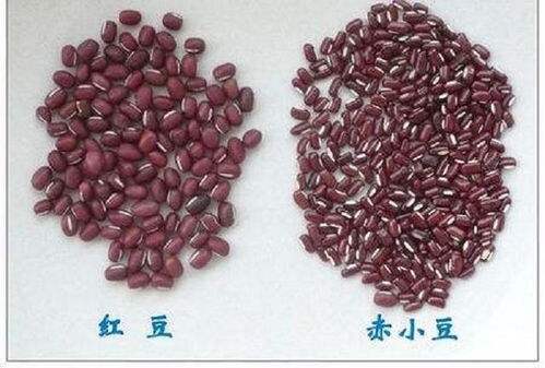 赤小豆祛湿效果如何？红豆和它相比谁更胜一筹
