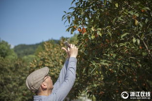 四季桂：桂花的常青使者