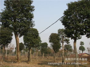 2.槐树、柳树、桑树、杨树属阴,不宜种于庭院。