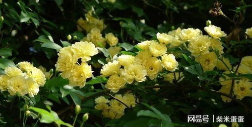 它是一年四季者阝开花吗？