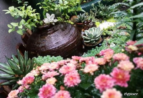 大白及种植， 亩收益至少在13万元