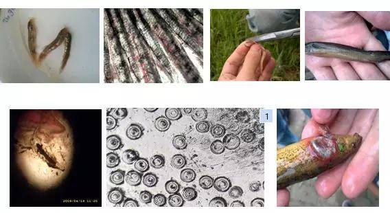 水产养殖甲维虫净的正确用法大揭秘