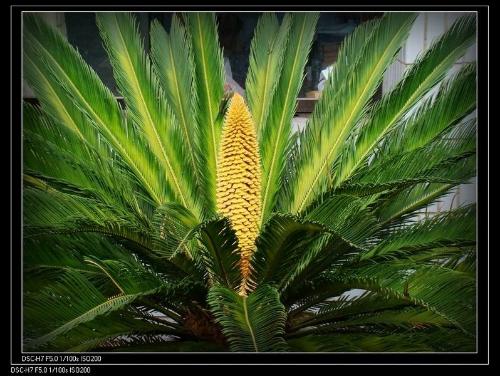 苏铁：古老而坚韧的植物